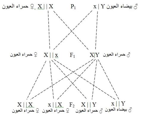 الوراثة المرتبطة بالجنس sex linked inheritance