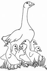 Coloring Goose Baby Colouring Rajz Liba Pages Marton Library Clipart Napi sketch template