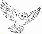Owl Coloring Pages Kids Printable Cute Flying Colouring Drawing Owls Adults Print Color Wings Pdf Preschool Sheets Easy Potter Harry sketch template