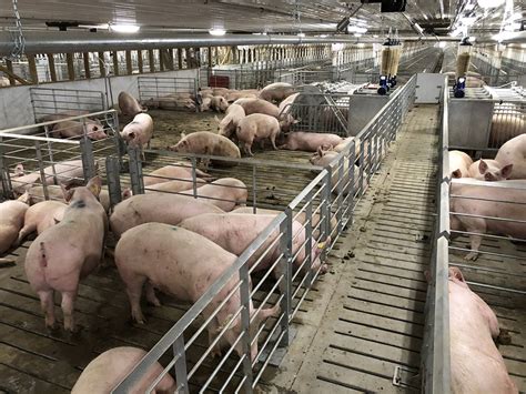 retrofitting  sow barn  ideas   pig progress