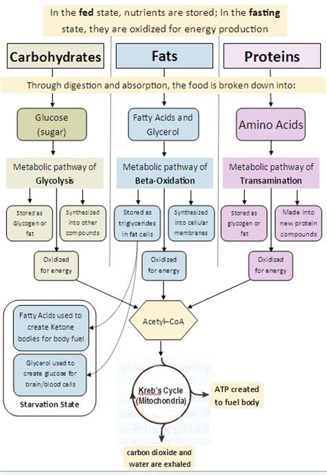 bio geo nerd metabolic pathways