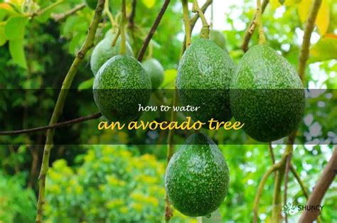 The Ultimate Guide To Watering Your Avocado Tree Tips And Tricks To