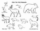 Mammals Utah State Coloring sketch template