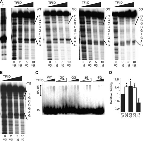 Tfiid Binding To Variant Ank 1 Promoters A In Vitro Dnase I