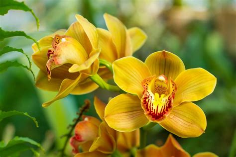 cymbidium orchid care growing tips varieties britannica