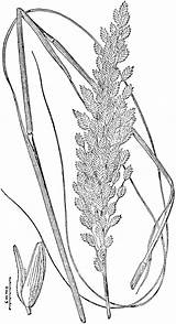 Oats Paniculata sketch template