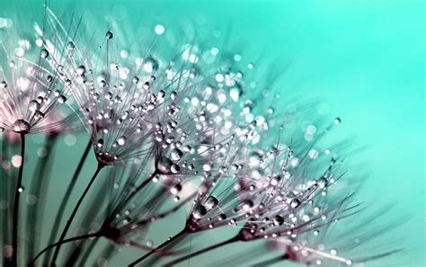 dandelion flower butterfly  photo  pixabay pixabay