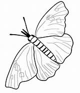 Coloring Butterfly Cocoon Printable Morpho Blue Pages Getcolorings Color sketch template
