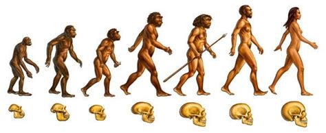 darwins contribution  theory  evolution natural selection