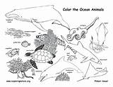 Coloring Animals Ocean Habitat Pages Animal Drawing Forest Habitats Activity Sea Printable Diorama Nature Food Sheets Print Pdf Chain Kids sketch template
