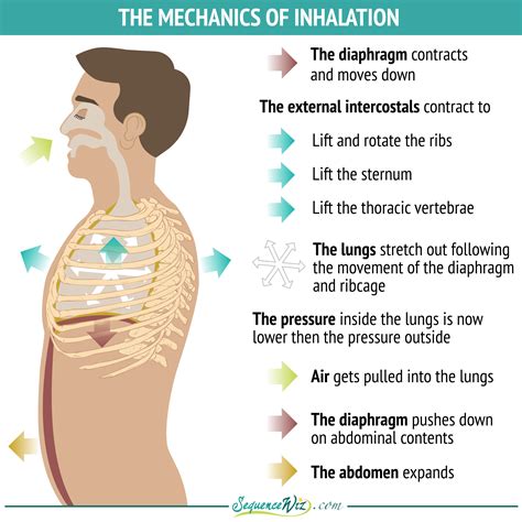 mechanics  inhalation sequence wiz