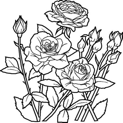 rose flower   garden coloring page kids play color
