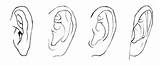 Ohren Lernen Ohr Schritt Malen Portrait Perspektiven Tricks Verschiedenen Skizzen sketch template