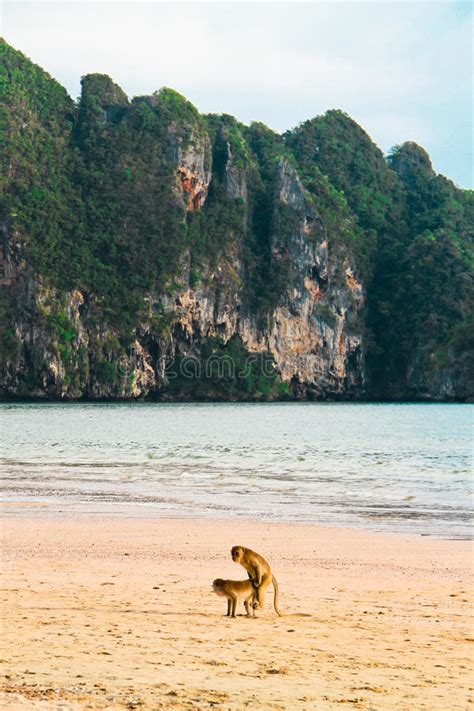 sex on the beach stock image image of jungle protection 25939647