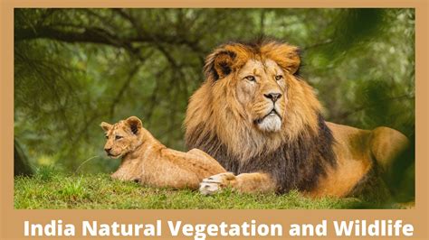 india natural vegetation  wildlife geography times