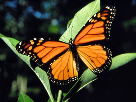 backyard patch herbal blog    monarchs
