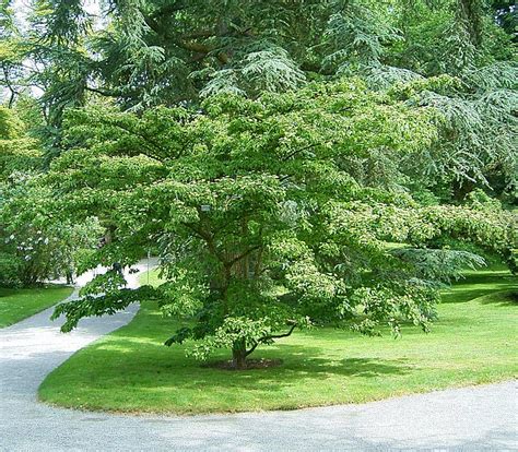 dogwood tree learn  nature