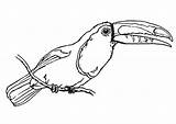 Toucan Coloring Bird Pages Ausmalen Jungle Animal Tukan Vogel Toekan Kleurplaat Ausmalbild Zum Malvorlage Animals Large Rainforest Da Clipart Ausmalbilder sketch template