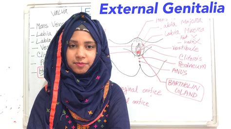 Female External Genitalia Vulva Gynecology Anatomy Of The Female