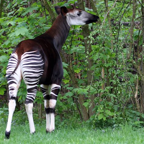 extremely rare animals    zoos