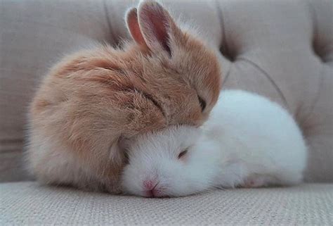 Sweet Bunny Love R Aww