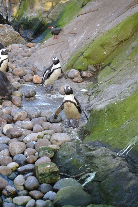 penguins  standing   rocks   water   penguin  walking