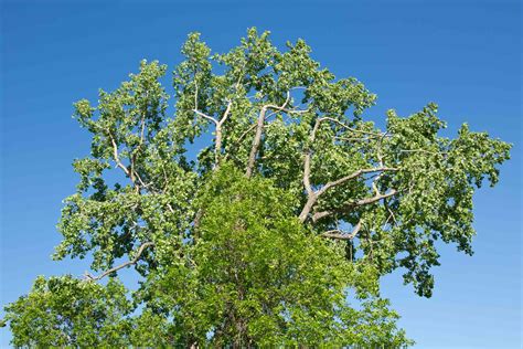 green ash tree facts identification  management