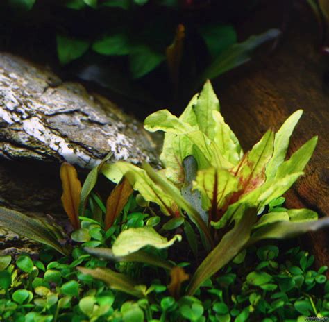 cryptocoryne wendtii green gecko flowgrow aquatic plant