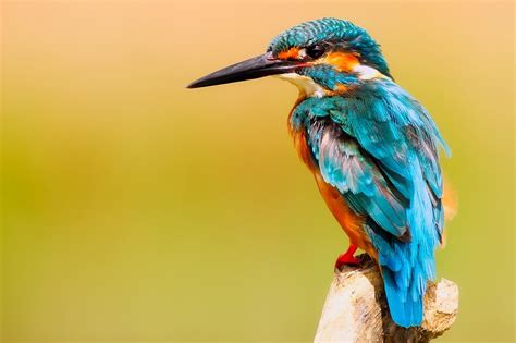 vogelfotografie voor beginners vliegende vogels fotograferen