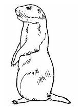 Prairie Dog Coloring Pages Activities Printable sketch template