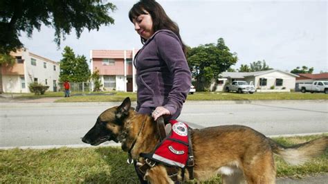 washington considers fines  false service animal claims tacoma