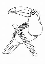 Toucan Coloring Bird Pages Getcolorings Color Colouring sketch template