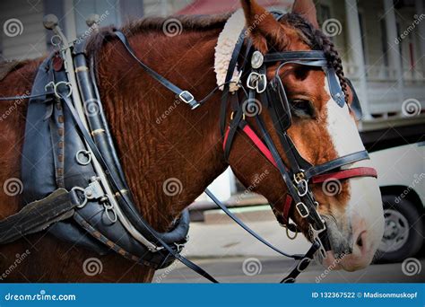 horse pulling wagon stock    royalty