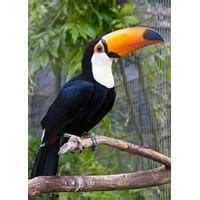 macaw  toco toucan