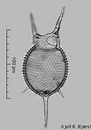 Afbeeldingsresultaten voor "challengeranium Diodon". Grootte: 130 x 185. Bron: www.radiolaria.org