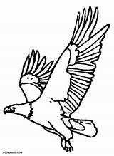 Eagle Adler Ausmalbilder Ausdrucken Coloriage Aigle Bird Malvorlagen sketch template
