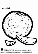 Coconut Coloring Coloriage Noix Coco Edupics Cherries Large sketch template