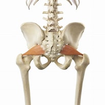 Afbeeldingsresultaten voor Musculus Piriformis. Grootte: 206 x 206. Bron: orthopedics.about.com