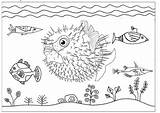 Coloring Fish Puffer Inflated Pages sketch template