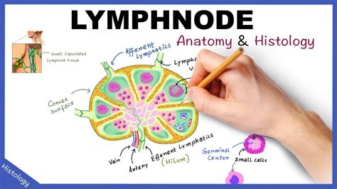 lymph nodes  lymphatic system