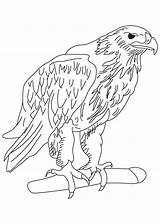 Adler Template Eagles Aquile Bald Ausdrucken Aquila Malvorlagen Effortfulg Reali Animal Stampare Reale Getcolorings Scaricare sketch template