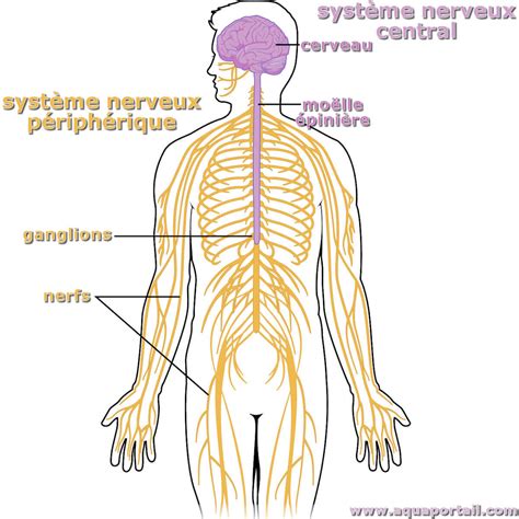 systeme nerveux peripherique definition illustree  explications