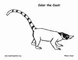 Coloring Coati Coatimundi Exploringnature sketch template