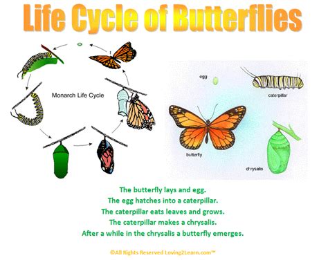 super subjects super science life science life cycles butterfly