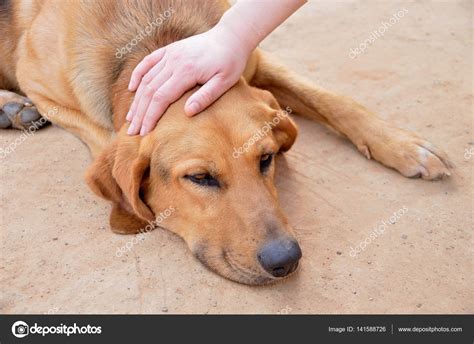 petting  stray dog stock photo  nanaplus