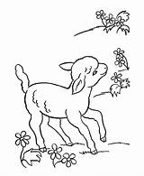 Coloring Animal Lamb Pages Sheep Animals Easter Farm Printable Color Sheets Lambs Spring Drawing Kids Cute Flowers Colouring Sheet Little sketch template
