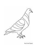 Coloring Pages Birds Pigeon Animals Bird Advertisement Ws sketch template