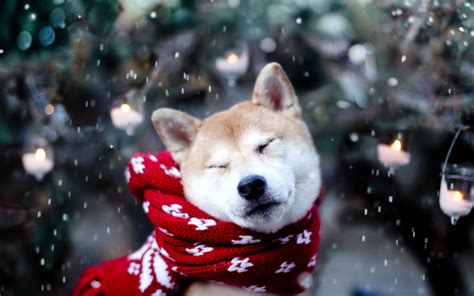 cute winter animal wallpaper  images