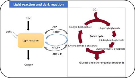 light reaction  dark reaction diagram
