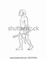 Homo Habilis Sapiens Neanderthal Australopithecus Erectus sketch template